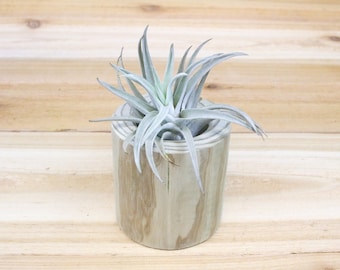 Driftwood Container with Assorted Tillandsia Air Plant - 30 Day Air Plant Guarantee - Container - Display - Choose Your Size - FAST SHIPPING