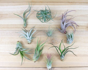 25, 50, 75, or 100+ Assorted Mix Grab Bag Air Plants - 30 Day Air Plant Guarantee - FAST FREE SHIPPING - Wholesale Air Plants - Bulk