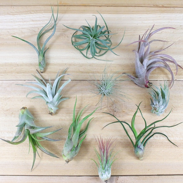 25, 50, 75, or 100+ Assorted Mix Grab Bag Air Plants - 30 Day Air Plant Guarantee - FAST FREE SHIPPING - Wholesale Air Plants - Bulk
