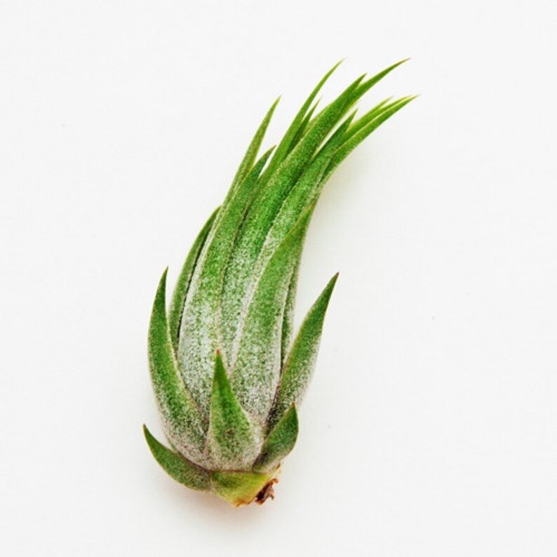 30 Day Air Plant Guarantee 3 Pack of Ionantha Scaposa Air Plants FAST SHIPPING Air Plants for Sale Spectacular Blooms