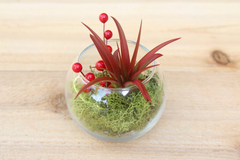 Festive Terrarium with Green Reindeer Moss, Berry Sprig, and a Red Abdita Air Plant 30 Day Guarantee Fast Shipping imagem 1