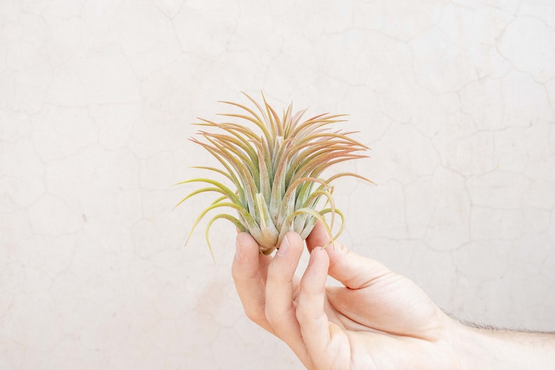 3 Pack of Large Ionantha Rubra Air Plants 30 Day Air Plant Guarantee Spectacular Blooms Air Plants for Sale FAST SHIPPING image 2