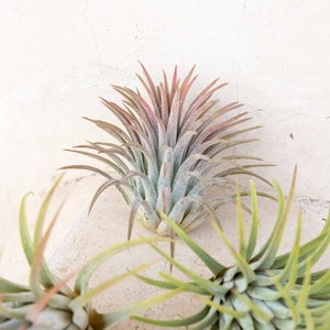 3 Pack of Large Ionantha Rubra Air Plants 30 Day Air Plant Guarantee Spectacular Blooms Air Plants for Sale FAST SHIPPING image 3