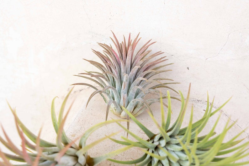 3 Pack of Large Ionantha Rubra Air Plants 30 Day Air Plant Guarantee Spectacular Blooms Air Plants for Sale FAST SHIPPING image 3