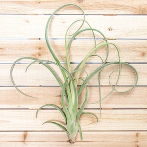 Tillandsia Curly Slim Air Plants 30 Day Air Plant Guarantee Spectacular Blooms Air Plants FAST SHIPPING image 2