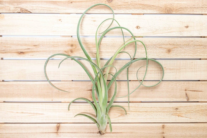 Tillandsia Curly Slim Air Plants 30 Day Air Plant Guarantee Spectacular Blooms Air Plants FAST SHIPPING image 2