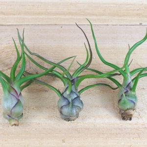 12 Pack of Bulbosa Guatemala Air Plants 30 Day Air Plant Guarantee FAST SHIPPING Wholesale Air Plants Air Plants Bulk image 1