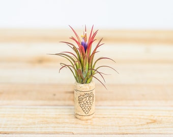 Wine Cork Magnet with Tillandsia Ionantha Air Plant - 30 Day Air Plant Guarantee - Air Plant Gift - FAST SHIPPING
