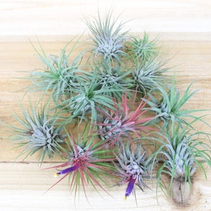 3 Pack of Ionantha Guatemala Air Plants 30 Day Air Plant Guarantee Spectacular Blooms Air Plants for Sale FAST SHIPPING image 4