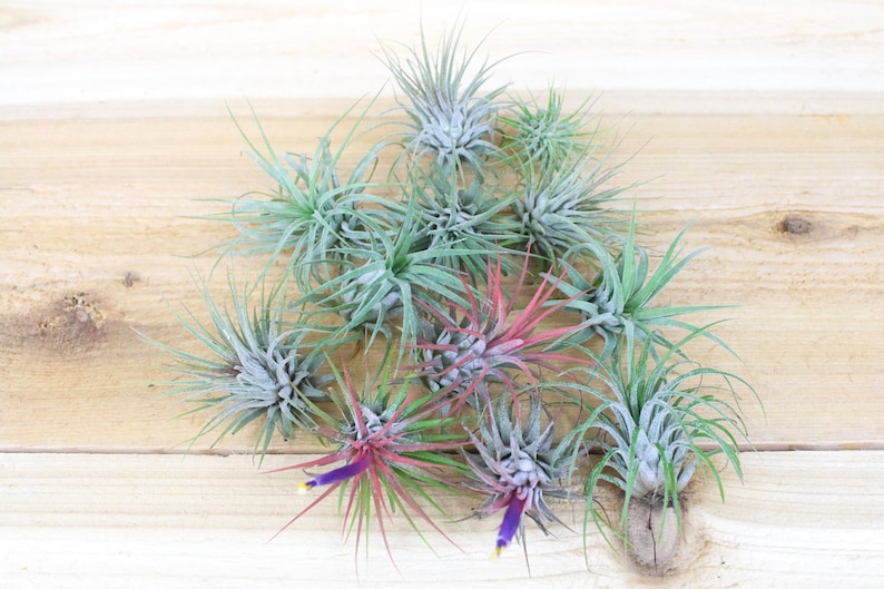 3 Pack of Ionantha Guatemala Air Plants 30 Day Air Plant Guarantee Spectacular Blooms Air Plants for Sale FAST SHIPPING image 4