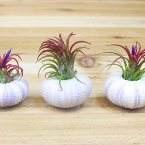 Sale Pack 3 or 5 Purple Sea Urchins with Ionantha Air Plants 30 Day Air Plant Guarantee Tillandsia Air Plant Holder FAST SHIPPING image 1