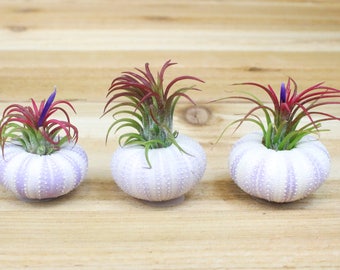 Sale Pack - 3 or 5 - Purple Sea Urchins with Ionantha Air Plants - 30 Day Air Plant Guarantee - Tillandsia Air Plant Holder - FAST SHIPPING