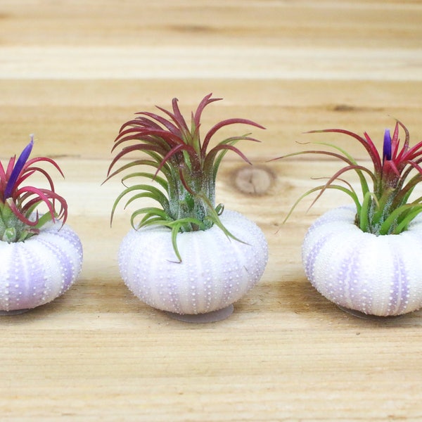 Sale Pack - 3 or 5 - Purple Sea Urchins with Ionantha Air Plants - 30 Day Air Plant Guarantee - Tillandsia Air Plant Holder - FAST SHIPPING