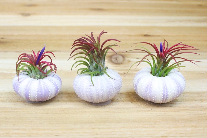 Sale Pack 3 or 5 Purple Sea Urchins with Ionantha Air Plants 30 Day Air Plant Guarantee Tillandsia Air Plant Holder FAST SHIPPING image 1