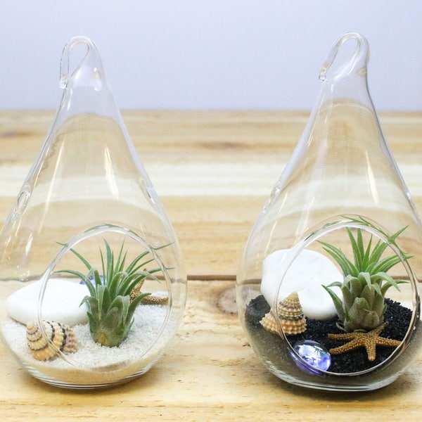 Teardrop Terrarium Etsy