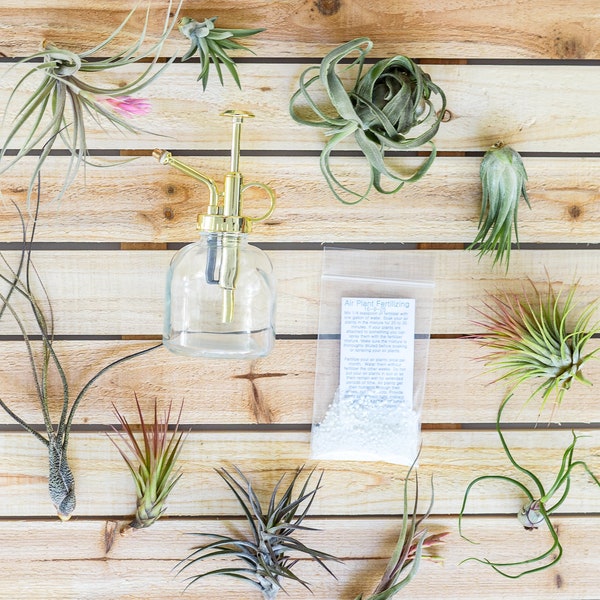 10 Pack - Air Plant Grab Bag of Small & Medium Plants + Tillandsia Fertilizer and Air Plant Mister - Fast Shipping - 30 Day Guarantee