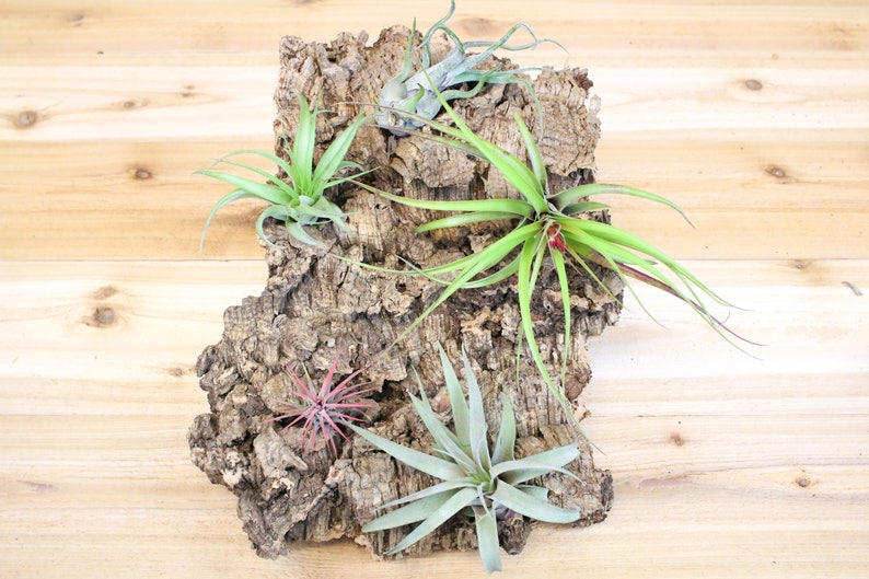 AirPlantShopCom Vertical Garden Air Plant Display