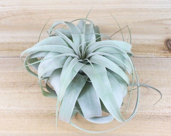 Xero Air Plant - Multiple Sizes - The Queen of Air Plants - 30 Day Air Plant Guarantee - Air Plants for Sale - FAST SHIPPING