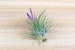 Ionantha Rubra Air Plants - 30 Day Air Plant Guarantee - Spectacular Blooms - Air Plants for Sale - FAST SHIPPING 