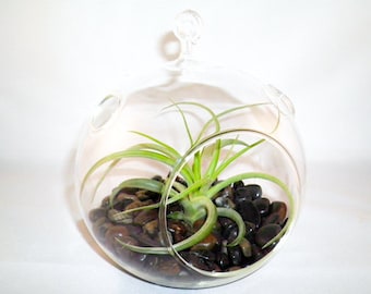 Hanging Glass Air Plant Terrarium with Black Stones - 30 Day Guarantee - Hanging Air Plant Terrarium - FAST SHIPPING