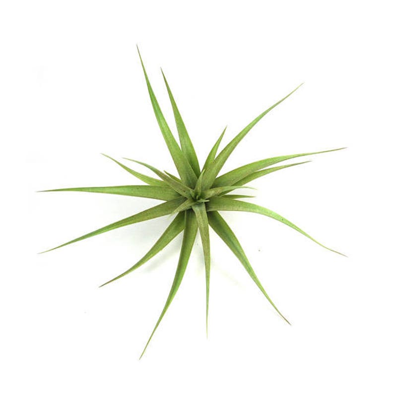 Tillandsia Aeranthos Air Plant Carnation of the Air 30 Day Air Plant Guarantee Exotic and rare air plant Fast Shipping image 3