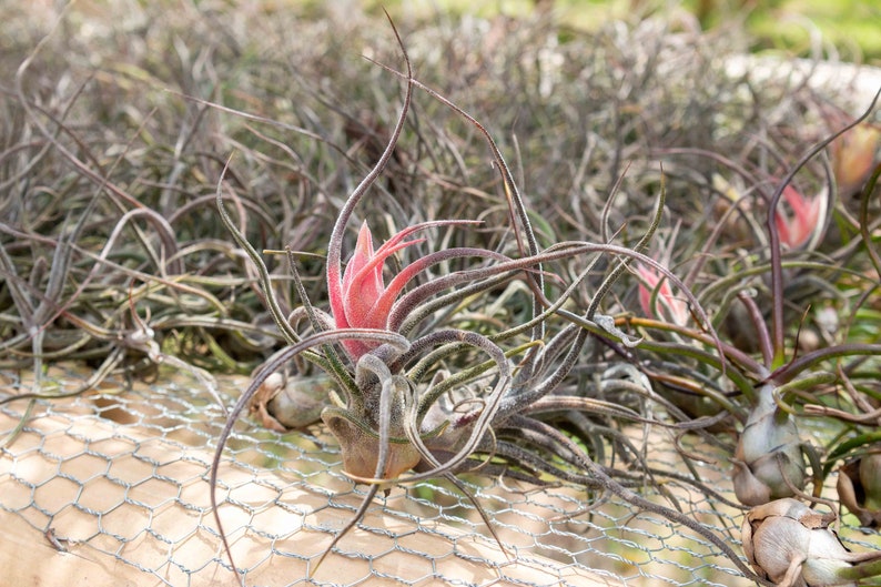 AirPlantShopCom Tillandsia Pruinosa Air Plants - Thumbnail 4