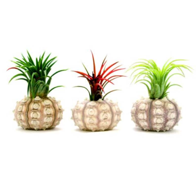 12 Pack Sputnik Shells with Air Plants Wedding Favors FAST SHIPPING 30 Day Guarantee Wholesale Air Plants