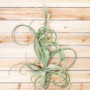 Tillandsia Curly Slim Air Plants 30 Day Air Plant Guarantee Spectacular Blooms Air Plants FAST SHIPPING image 3