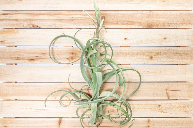 Tillandsia Curly Slim Air Plants 30 Day Air Plant Guarantee Spectacular Blooms Air Plants FAST SHIPPING image 3