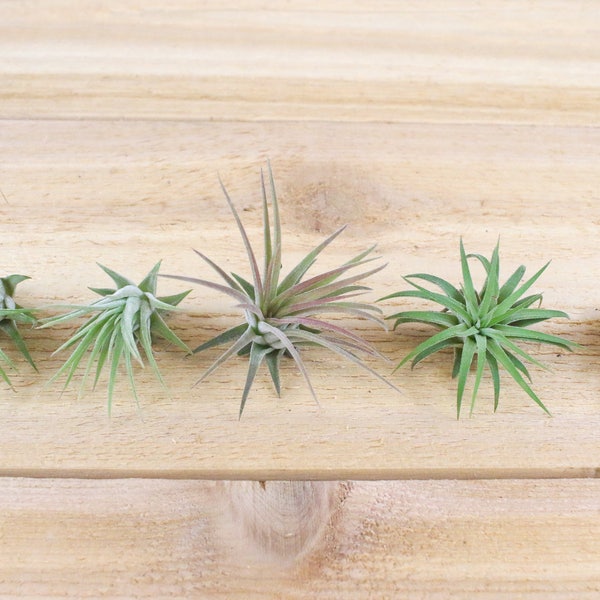 5 Pack of Tillandsia Ionantha Mexican Air Plants - 30 Day Guarantee - FAST SHIPPING