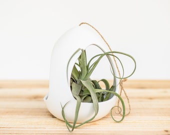 Large White Ceramic Hanging Pod with Two Assorted Tillandsia Air Plants - Air Plant Holder - Container - Display - FAST SHIPPING