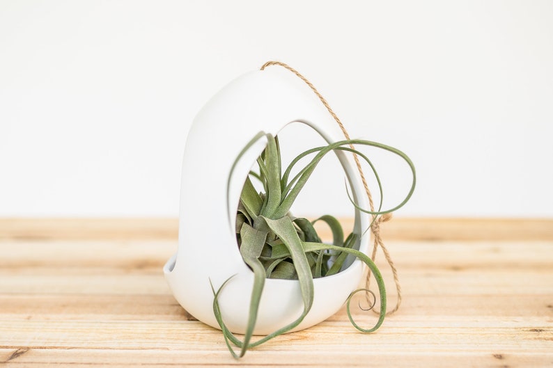 Large White Ceramic Hanging Pod with Two Assorted Tillandsia Air Plants Air Plant Holder Container Display FAST SHIPPING image 1