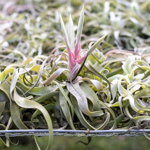 Tillandsia Streptophylla Air Plants Curly Specialty Variety 30 Day Air Plant Guarantee FAST SHIPPING image 3