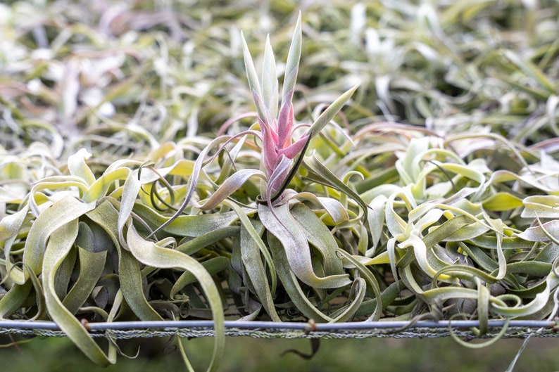 Tillandsia Streptophylla Air Plants Curly Specialty Variety 30 Day Air Plant Guarantee FAST SHIPPING image 3