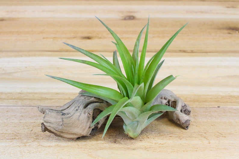 12 Pack of LARGE Abdita Air Plants Nice & Big 5-7 Inch Plants 30 Day Air Plant Guarantee Air Plants for Sale FAST SHIPPING image 4