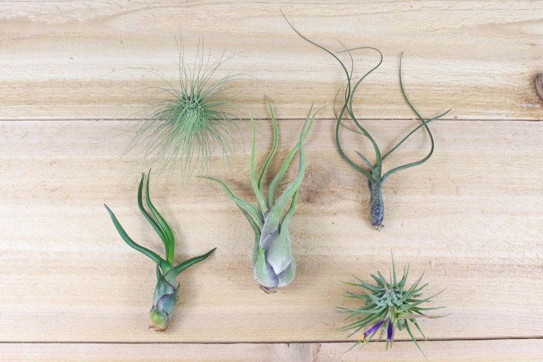Air Plants of Central America. Collection of 5 Plants 30 Day Air Plant