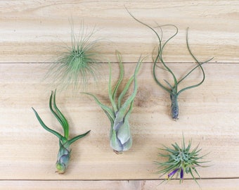 Air Plants of Central America. Collection of 5 Plants - 30 Day Air Plant Guarantee - Beautiful When They Bloom - FAST SHIPPING
