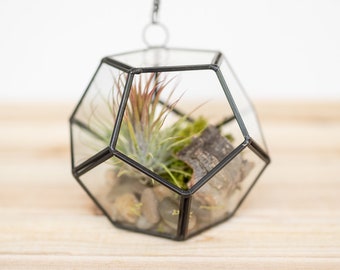 DIY Glass Pentagon Terrarium - Add Tillandsia Air Plants and River Rocks with Moss - Air Plant Holder - Container - Display - FAST SHIPPING