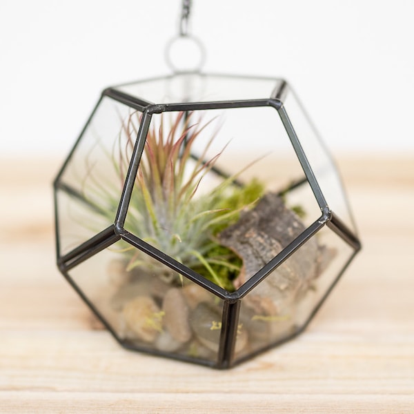 Air Plant Container Etsy