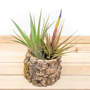 May include: Three air plants in a cork bark planter. The plants are green and have long, thin leaves. One plant has a purple and yellow flower bud.