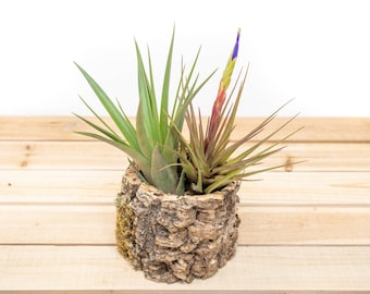 Natural Cork Bark Planters with 2 Assorted Tillandsia Air Plants - 30 Day Guarantee - Air Plant Holder - FAST SHIPPING