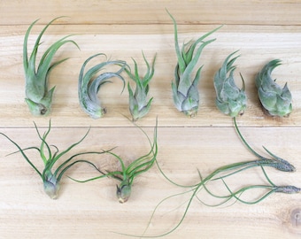 Our Exotic Collection of 10 Air Plants - 30 Day Air Plant Guarantee - Rare and Beautiful Specimens -  FAST SHIPPING