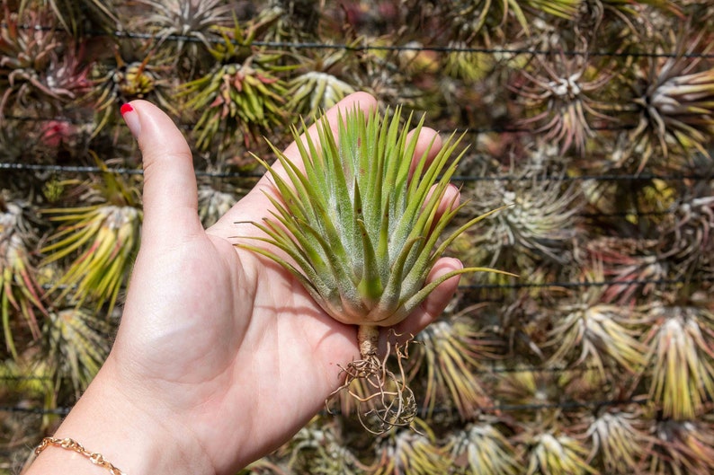 Jumbo Tillandsia Ionantha Guatemala 'Macho' Air Plants 30 Day Air Plant Guarantee Spectacular Blooms Air Plants FAST SHIPPING image 1