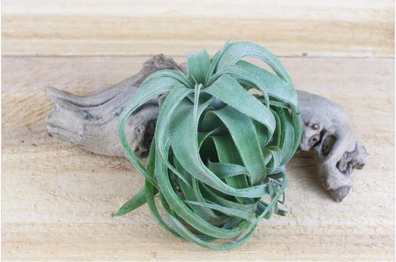 Tillandsia Streptophylla Air Plants Curly Specialty Variety 30 Day Air Plant Guarantee FAST SHIPPING image 5