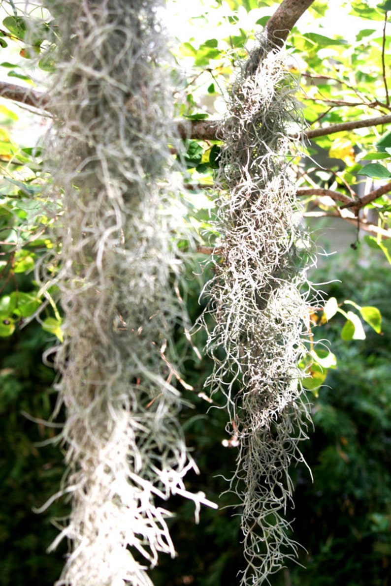 Colombia Thick Spanish Moss Air Plants / Tillandsia Usneoides Etsy