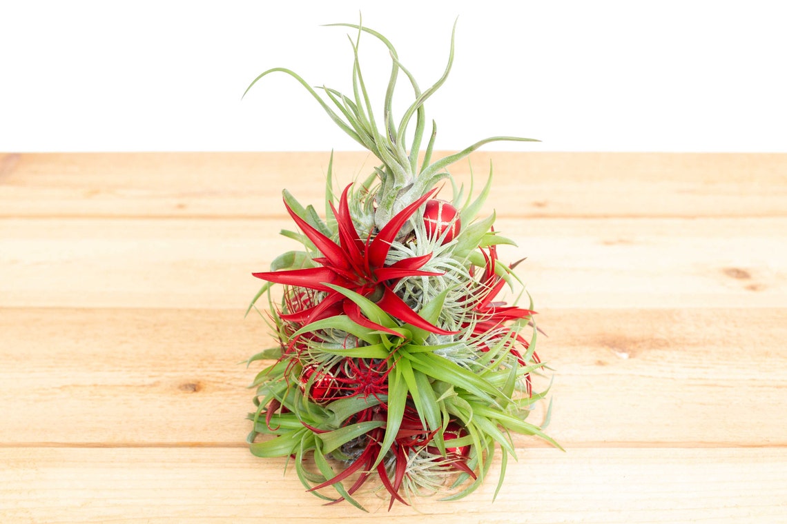 Handmade Air Plant Christmas Trees With Live Air Plants Etsy