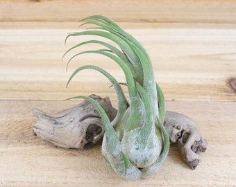 5 Pack of Seleriana Air Plants - 30 Day Air Plant Guarantee - Air Plants for Sale - FAST SHIPPING