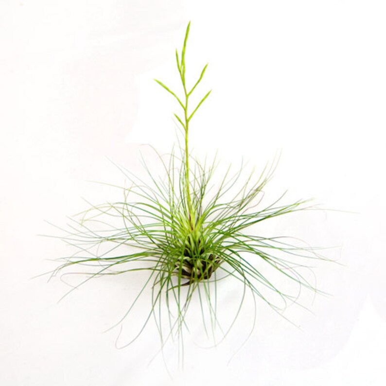 AirPlantShopCom Tillandsia Filifolia Air Plant - Thumbnail 3