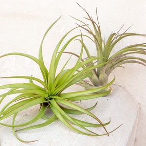 May include: Two air plants with long, slender, green leaves and reddish-brown tips. The plants are displayed against a white background. The air plants are a vibrant green color.