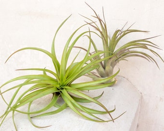 5 Pack XL Tillandsia Abdita Air Plants - 30 Day Air Plant Guarantee - Air Plants for Sale - FAST SHIPPING